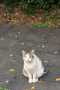 未家居猫小猫动物地面街道哺乳动物猫科猫咪流浪毛皮荒野图片