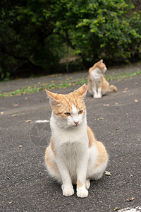 未家居猫小猫哺乳动物猫咪荒野猫科街道动物城市兄弟毛皮图片