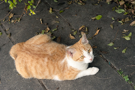 未家居猫地面街道流浪猫咪小猫哺乳动物猫科城市橙子荒野图片