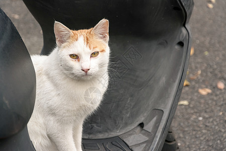 未家居猫流浪街道眼睛猫科哺乳动物动物猫咪城市摩托车荒野图片