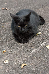 未猫猫科猫咪哺乳动物地面街道荒野毛皮流浪城市动物图片