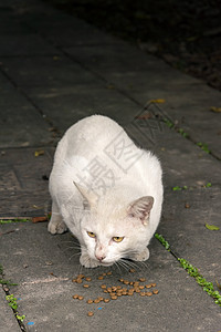 未家居猫白色街道小猫荒野猫咪流浪动物哺乳动物毛皮地面图片