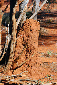 澳大利亚灌木丛中的白蚁丘殖民地沙漠荒野野生动物红色木头旅行领土爬坡昆虫图片