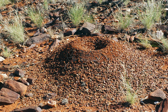 澳大利亚灌木丛中的白蚁丘爬坡昆虫殖民地风景红色野生动物旅行沙漠衬套领土图片