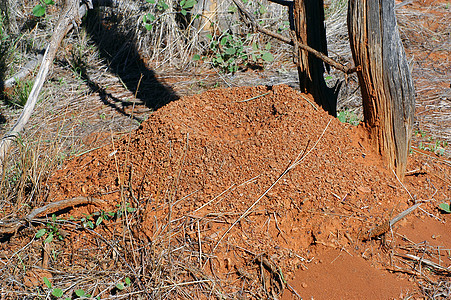 澳大利亚灌木丛中的白蚁丘风景昆虫爬坡荒野殖民地动物衬套木头旅行红色图片