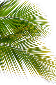 棕榈叶椰叶叶子植物绿色背景图片