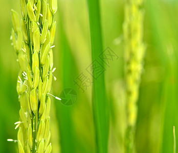 大米农场场地背景谷类食物绿色庄稼植物稻田生长环境图片