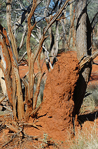 澳大利亚灌木丛中的白蚁丘领土旅行沙漠爬坡荒野殖民地木头衬套动物野生动物图片