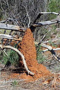 澳大利亚灌木丛中的白蚁丘领土动物红色衬套风景殖民地荒野旅行沙漠野生动物图片
