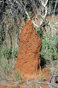 澳大利亚灌木丛中的白蚁丘荒野红色沙漠领土爬坡风景衬套木头旅行昆虫图片