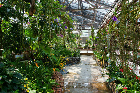 生长植物的温室内 种植植物图片