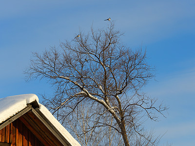 在冰霜的树上动物动物群季节房子乌鸦农村黑与白蓝色羽毛天空图片