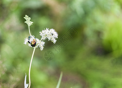 花朵上的昆虫甲虫绿虫蝴蝶荒野害虫场景自然动物天线阳光生活草地图片