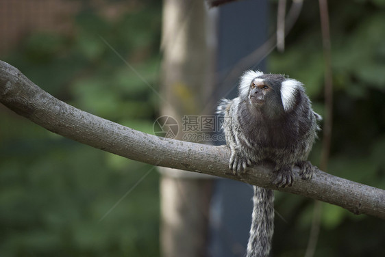 常见马尔默塞白色荒野狨猴灵长类动物生物毛皮哺乳动物野生动物警报图片