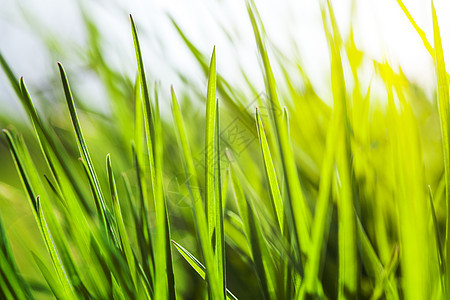 阳光中的新绿草季节宏观叶子植物学环境草地生长小麦雨滴生物学图片