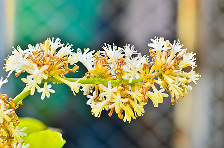 德拉卡埃纳斯女王生态颜色色彩田园花瓣绿色季节生长概念叶子图片