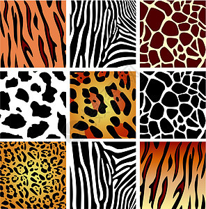 动物皮肤纹理皮革墙纸荒野丛林动物群橙子动物园老虎隐藏材料图片
