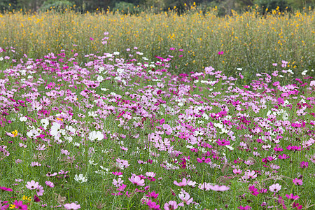 草原上美丽的花朵生活植物荒野草地季节园艺明信片花园蓝色太阳图片