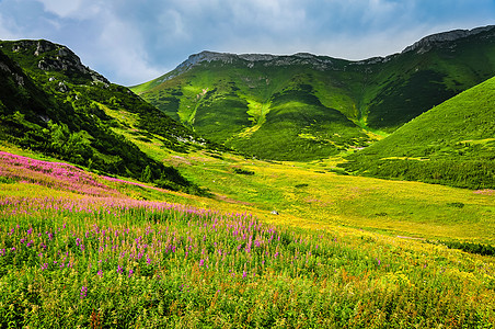 带野花的高塔特拉山绿色草地图片