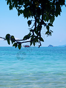 卡姆岛场景海景布里巡航旅行环境海浪枝条植物群海洋图片