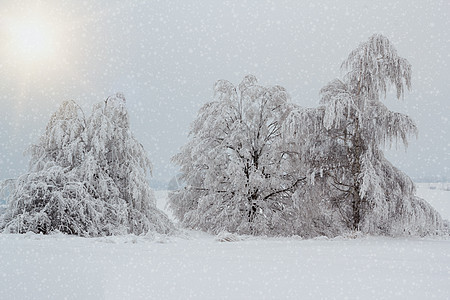 冬季风景中的雪树天气季节乡村车道白色分支机构地平线图片