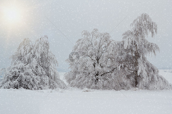 冬季风景中的雪树天气季节乡村车道白色分支机构地平线图片