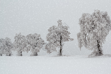 冬季风景中的雪树车道白色地平线天气分支机构乡村季节图片