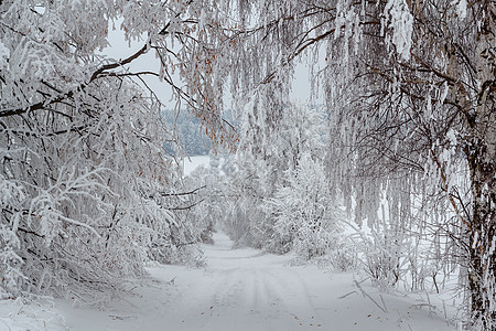 冬季风景和农村道路中的雪树白色分支机构天气乡村地平线小路季节车道图片