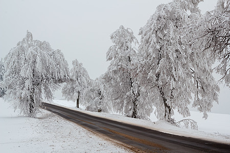 冬季风景中的雪树分支机构车道白色地平线季节天气乡村图片