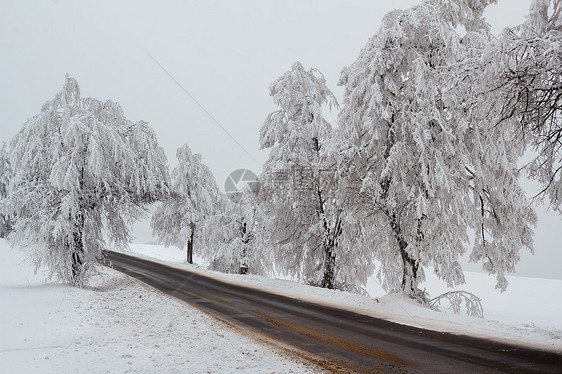 冬季风景中的雪树分支机构车道白色地平线季节天气乡村图片