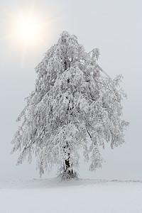 冬季风景中的雪树地平线白色车道天气分支机构乡村季节图片