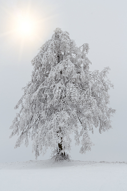 冬季风景中的雪树地平线白色车道天气分支机构乡村季节图片