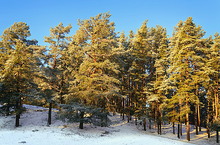 冬季森林冬令寒意寒冷松树天气大雪白色蓝天云杉林地图片