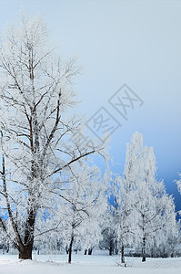 冬天寒冷树枝冬令雪人林地寒意冻结公园白色森林图片