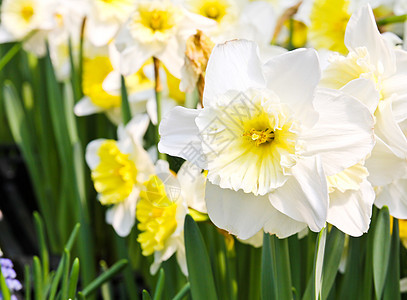 园中多彩的郁金场地植物群花瓣花店礼物花束美丽郁金香庆典季节图片