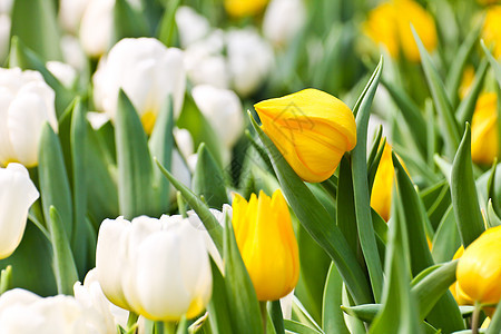 园中多彩的郁金叶子植物群植物花瓣花店礼物季节场地庆典郁金香图片