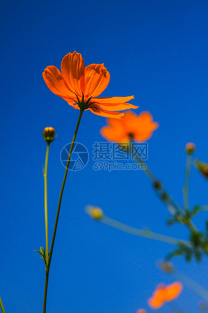 花亮度蓝色草地紫色气候季节性香味白色红花香水图片