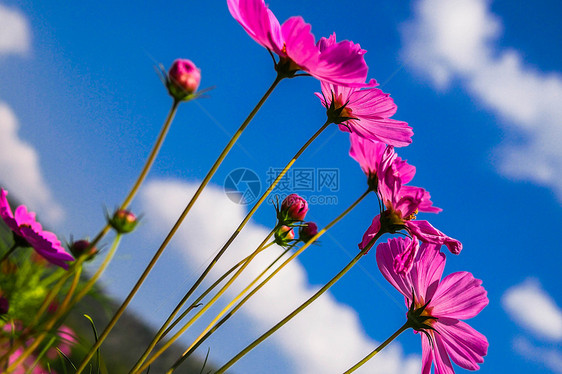 花花瓣草地香味蓝色女性化红花花园紫色季节植物图片