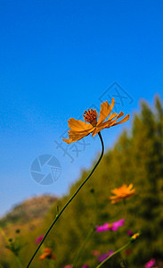 花树叶蓝色气候白色花园紫色地面植物花瓣季节性图片