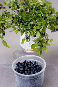 树枝上的蓝莓小吃农业市场店铺收成生产甜点果味购物衬套图片