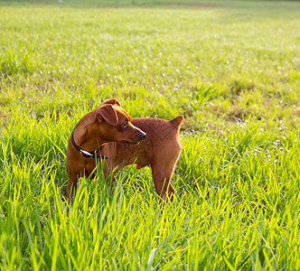 绿色草地上的棕色狗小皮针匠生物哺乳动物动物食肉小狗垃圾吉祥物太阳巧克力伴侣图片