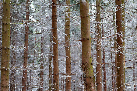 带霜冻的松树干背景图片