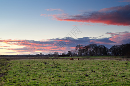 苏格兰(高原牛)牧场牲畜图片
