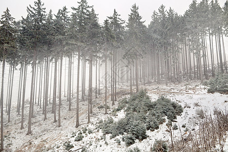 林中的雪暴针叶松树风景季节天气衬套山脉爬坡森林高山图片