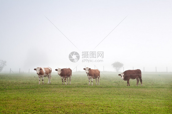 雾中高山牛图片