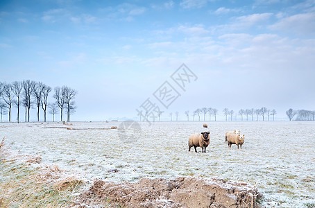 冬季牧场的绵羊农村地平线草地农场乌云农田天气场地季节性动物图片