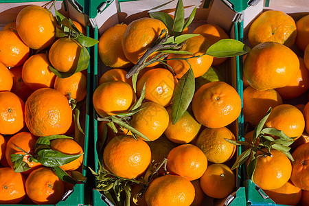 在一连串篮子中收成的橙色柑橘水果销售食物杂货树叶盒子营养橙子摊位晴天皮肤图片