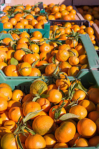 在一连串篮子中收成的橙色柑橘水果食物摊位果汁晴天盒子店铺市场橙子销售树叶图片