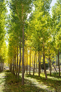 秋秋初秋秋初森林 有黄色的花粉树橙子叶子树木植被森林季节公园树干植物环境图片