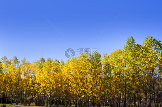 秋秋初秋秋初森林 有黄色的花粉树季节天空蓝色植物树木树干森林公园植被环境图片